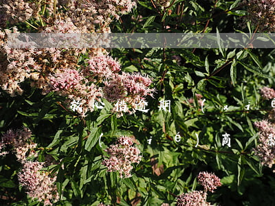 放心借逾期協(xié)商還款(放心借逾期協(xié)商還款政策)