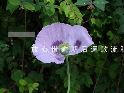 放心借逾期后還款流程