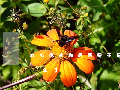 放心借逾期后面是不是全部還(放心借逾期快一年了)