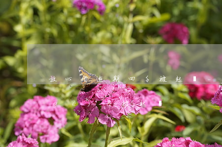 放心借逾期四千被起訴-放心借逾期三個(gè)月被起訴
