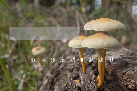 放心借逾期還款流程