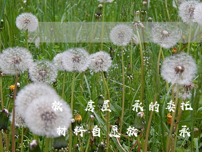 放棄房屋繼承的委托書(shū)需要什么材料(自愿放棄繼承財(cái)產(chǎn)委托書(shū)范本)