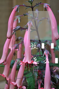 放棄繼承房屋證明怎么寫(放棄繼承房屋證明怎么寫)