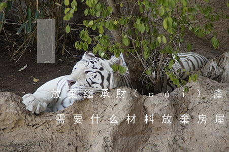 放棄繼承財(cái)產(chǎn)公證需要什么材料(放棄房屋繼承權(quán)公證書需要什么資料)