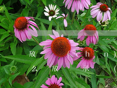 放棄遺產(chǎn)繼承的公證后反悔怎么辦(放棄繼承遺產(chǎn)公證后,是否可以反悔)