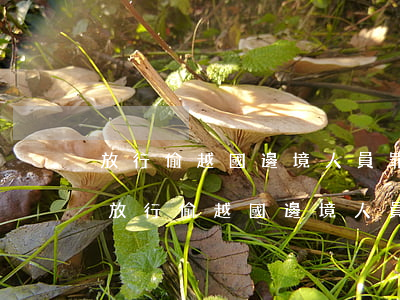 放行偷越國（邊）境人員罪立案標準_2021放行偷越國（邊）境人員罪量刑標準和認定構成要件