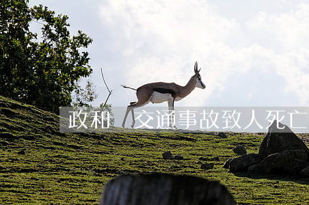 政和縣交通事故致人死亡