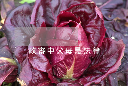 政審中父母是法律