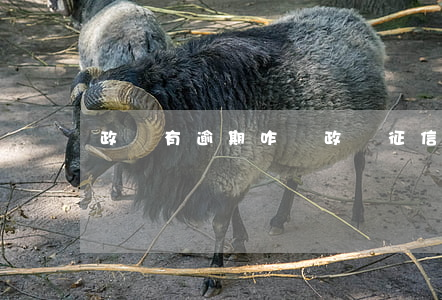 政審有逾期咋辦(政審征信有逾期怎么辦)