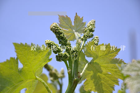 政府援助律師在哪找(律師事務所法律援助)