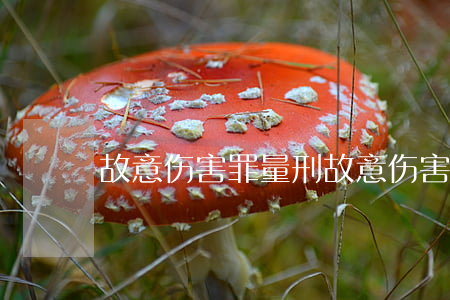 故意伤害罪量刑(故意伤害罪量刑指导意见)