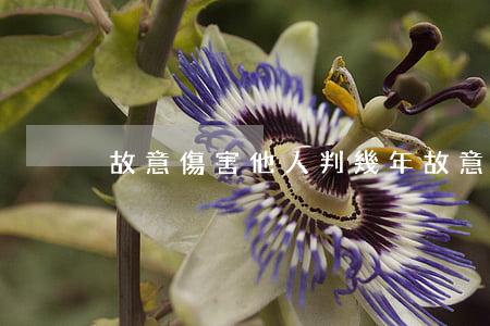故意傷害他人判幾年(故意傷害判幾年?)