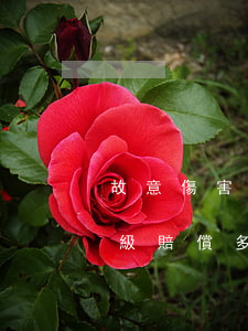 故意傷害重傷二級賠償多少(故意傷害重傷二級賠償多少萬合理)