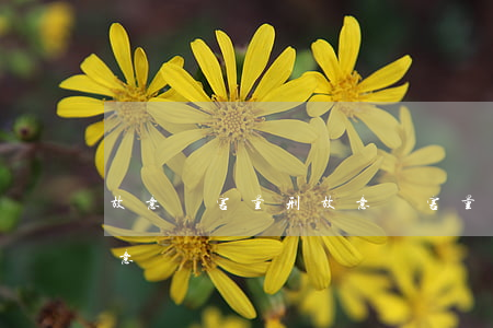 故意傷害量刑(故意傷害量刑指導(dǎo)意見)