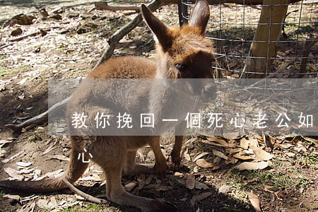 教你挽回一個死心老公(如何才能挽回老公的心)