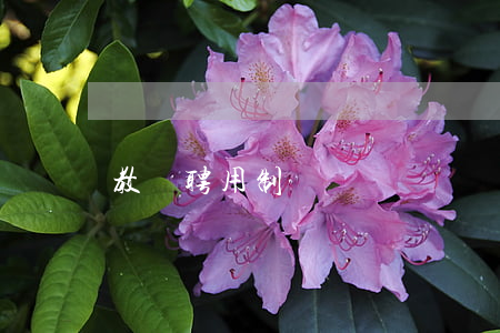 教師聘用制
