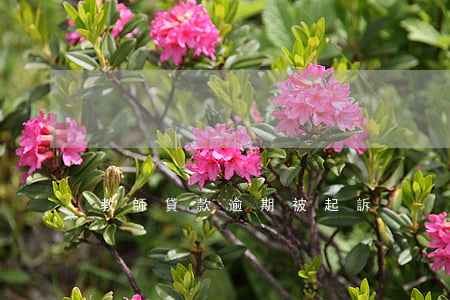 教師貸款逾期被起訴