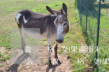 教師資格證如果逾期未領(lǐng)取怎么辦-教師資格證如果逾期未領(lǐng)取怎么辦理