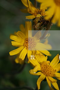 教師資格證逾期未領(lǐng)取沈陽市-遼寧沈陽教師資格證認(rèn)定