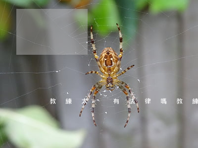 教練太兇有法律嗎(教練太兇怎么辦)
