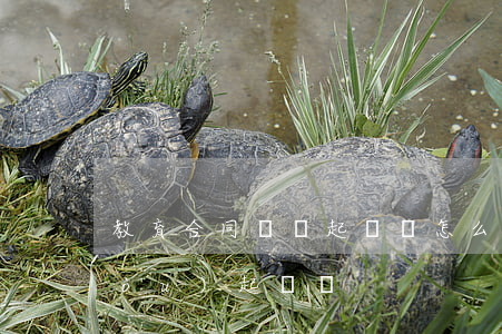 教育合同糾紛起訴書怎么寫(告教育機構(gòu)起訴書)