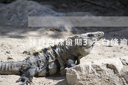 教育白條逾期3天(白條逾期一個星期)