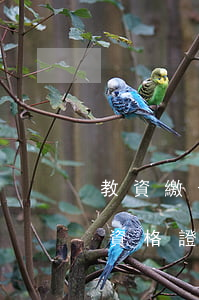 教資繳費(fèi)逾期是成功了嗎-教師資格證繳費(fèi)逾期