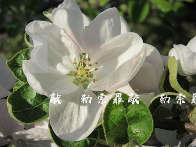 敲詐勒索罪(敲詐勒索罪的4個(gè)要件)