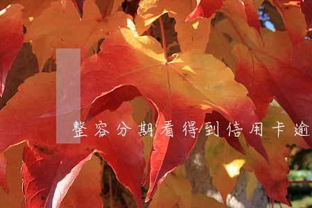 整容分期看得到信用卡逾期嗎