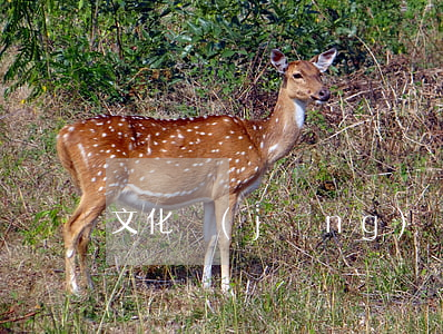 文化經(jīng)營項目審批程序