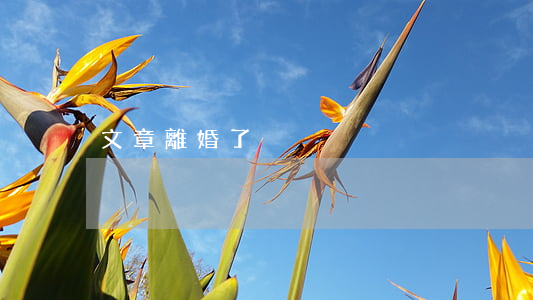 文章離婚了