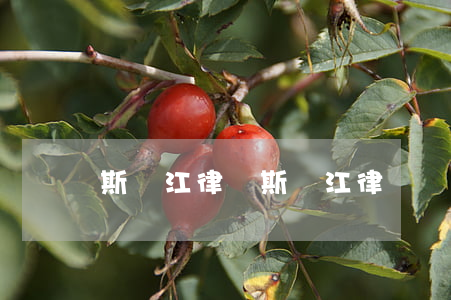 斯偉江律師(斯偉江律師簡(jiǎn)介)