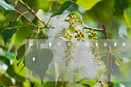新一貸可以延期還款嗎(新一貸可以延期還款嗎)