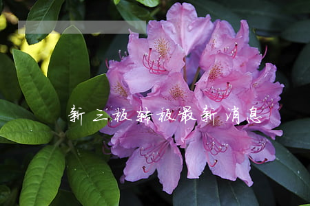 新三板转板最新消息