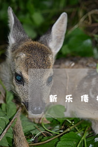 新乐债权债务律师介绍