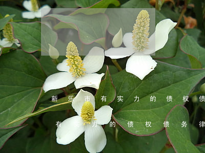 新乐市有实力的债权债务律师排名-新乐市有实力的债权债务律师排名第几