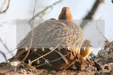 新会是哪个律师律师事务所好(新会冈州律师事务所)