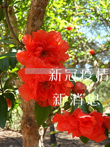新冠疫情信用卡逾期的后果(新冠疫情风险最新消息)