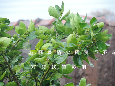 新冠疫情欠网贷还不起的人可耻吗(新冠疫情对贷款的影响)