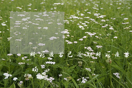 新冠疫苗已逾期(新冠疫苗逾期接种有没有影响)