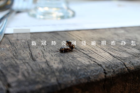 新冠肺炎网贷逾期咋办(怎么举报新冠肺炎)