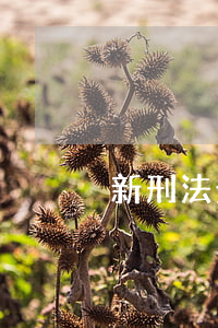 新刑法全文，新刑法全文 開設(shè)賭場