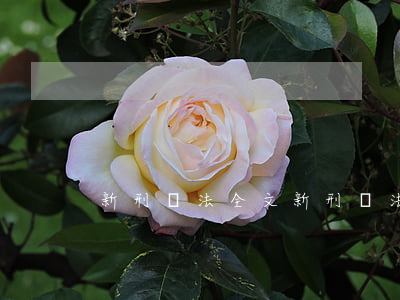 新刑訴法全文(新刑訴法全文2018)