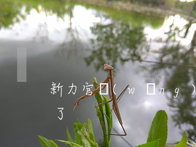 新力官網(wǎng)宣布無力償還(新力咋了)