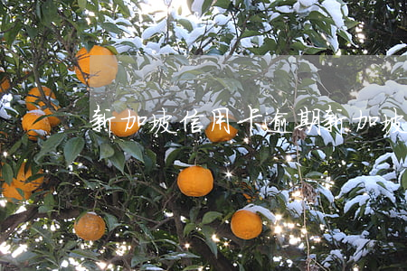 新加坡 信用卡逾期 新加坡逾期逗留記錄洗白