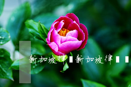 新加坡律師(新加坡律師資格考試)