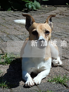 新加坡逾期逗留（新加坡白卡逾期罰款）