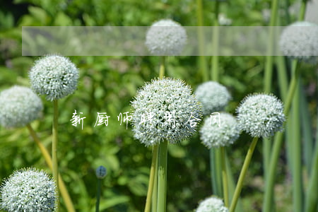 新厨师聘用合同