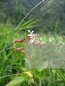 新型肺炎期間還款逾期(肺炎 房貸延期)