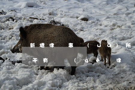 新塘律師事務(wù)所哪個(gè)好(新干有幾個(gè)律師事務(wù)所?)